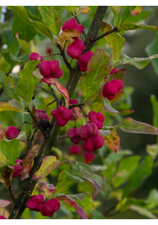 Pfaffenhütchen Hecke | Euonymus europaeus