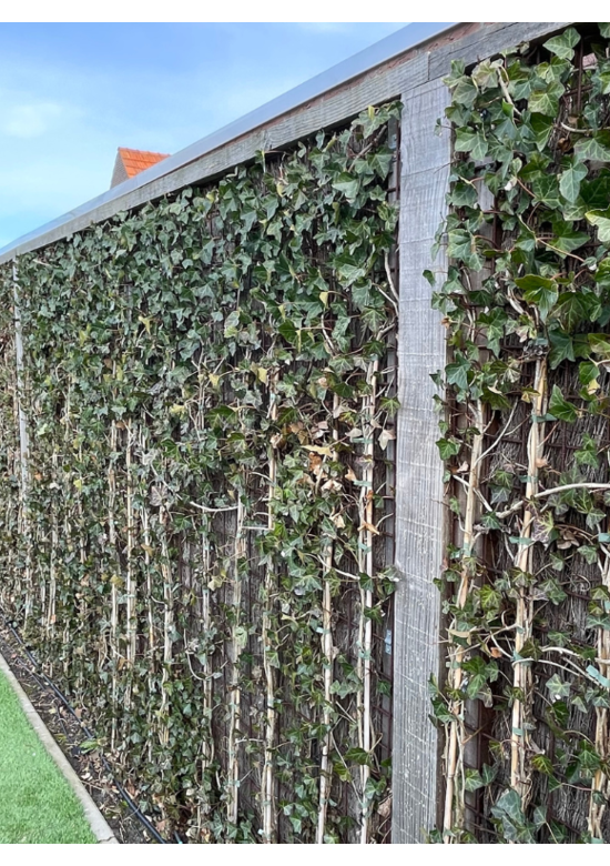 Efeu Hecke | Hedera hibernica