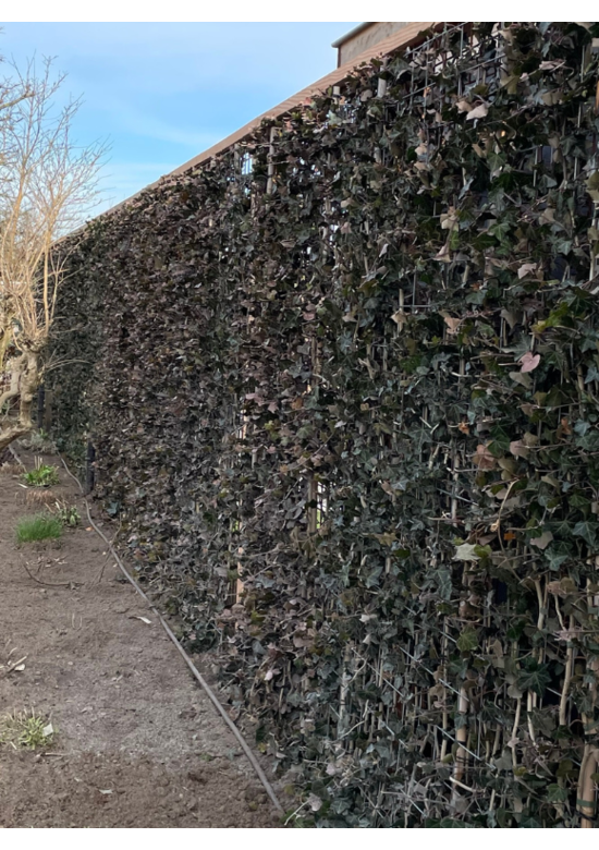 Efeu Hecke | Hedera hibernica