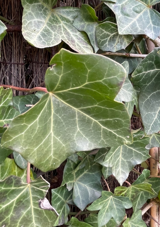 geigenfeige stamm dicker Ficus lyrata verzweigt (Geigenfeige) kaufen main image 1