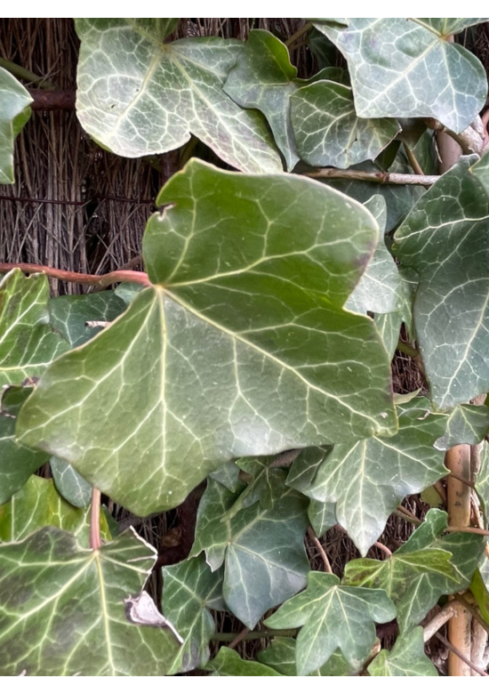 Efeu Hecke | Hedera hibernica