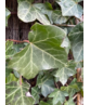 Efeu Hecke | Hedera hibernica