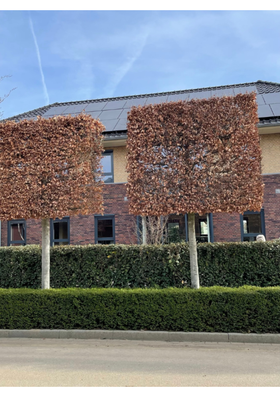 Rotbuche - Spalierbaum | Fagus sylvatica