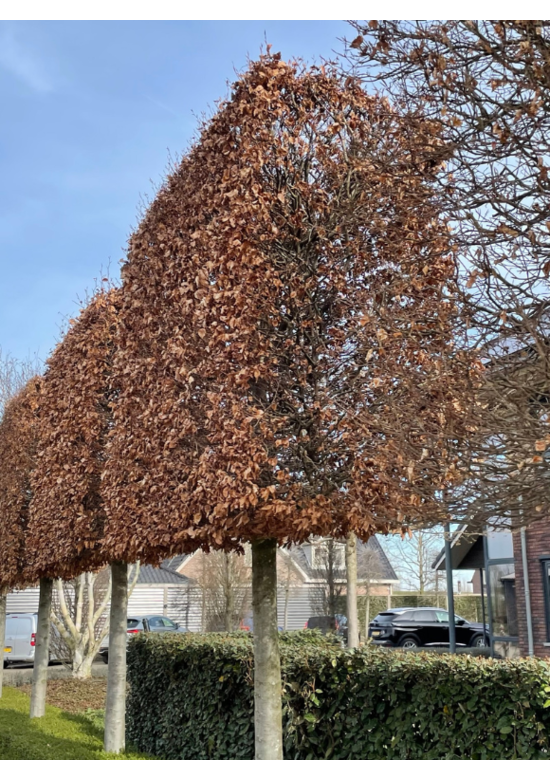 Rotbuche - Spalierbaum | Fagus sylvatica