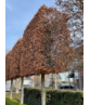 Rotbuche - Spalierbaum | Fagus sylvatica