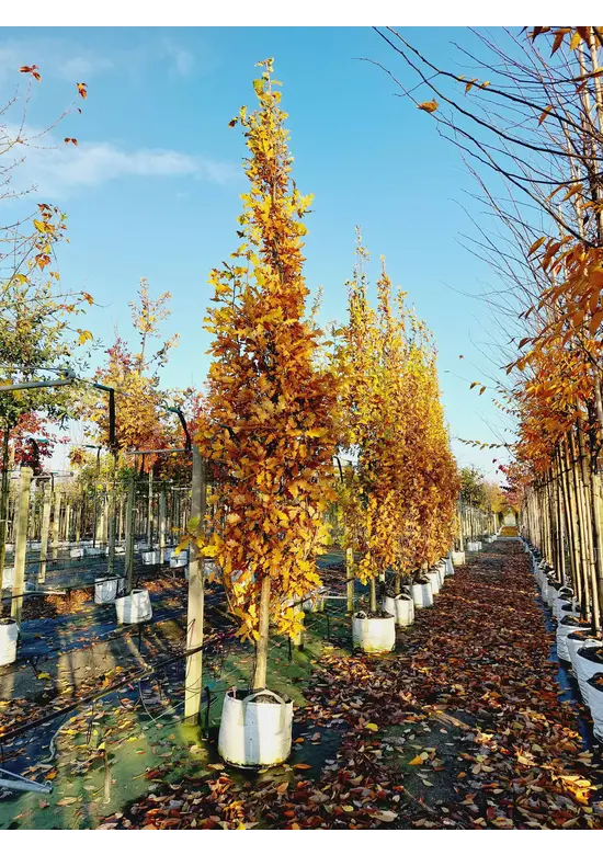Säulen-Eiche 'Fastigiata Koster' - Stammbusch | Quercus robur 'Fastigiata 'Koster'