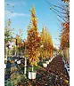 Säulen-Eiche 'Fastigiata Koster' - Stammbusch | Quercus robur 'Fastigiata 'Koster'