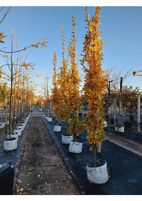 Säulen-Eiche 'Fastigiata Koster' - Stammbusch | Quercus robur 'Fastigiata 'Koster'