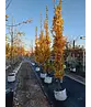 Säulen-Eiche 'Fastigiata Koster' - Stammbusch | Quercus robur 'Fastigiata 'Koster'