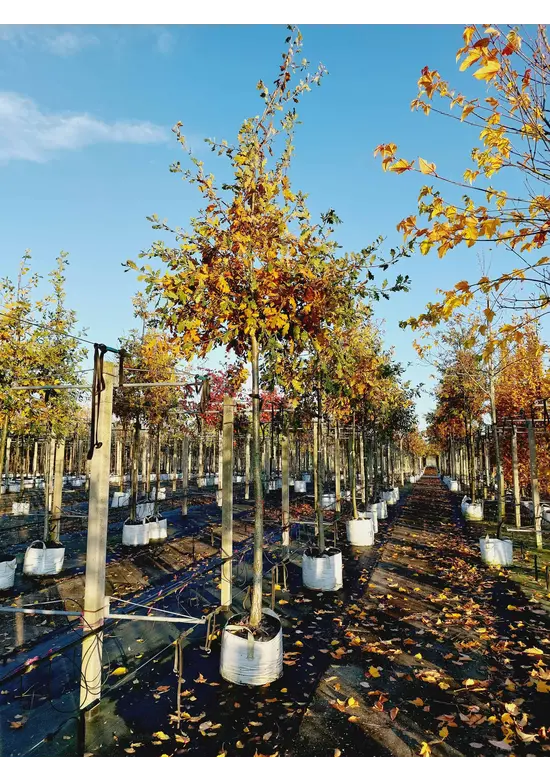 Stiel-Eiche - Sommer-Eiche | Quercus robur