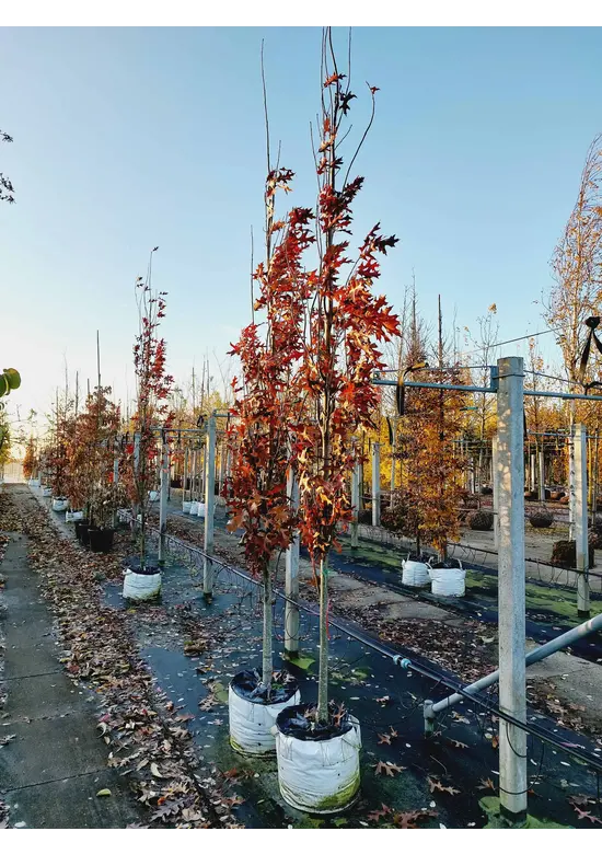 Sumpf-Eiche 'Green Pillar'  | Quercus palustris 'Green Pillar'