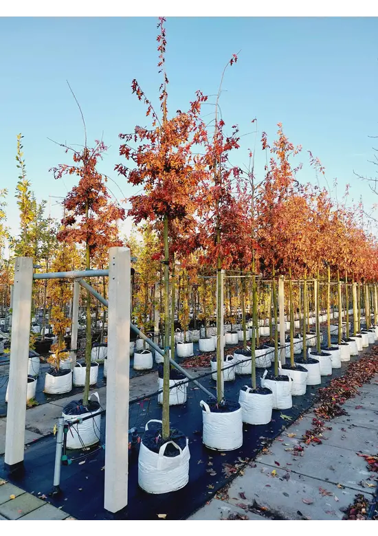 Sumpf-Eiche | Quercus palustris