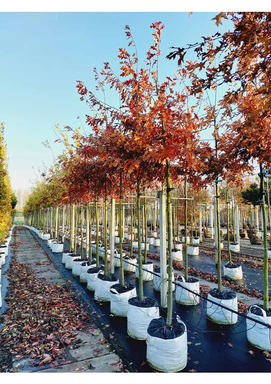 Sumpf-Eiche | Quercus palustris