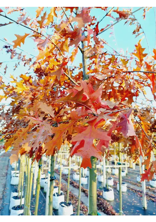 Sumpf-Eiche | Quercus palustris