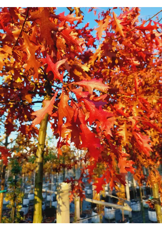 Sumpf-Eiche | Quercus palustris