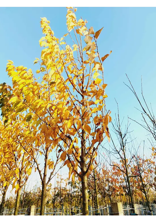 Zierkirsche 'Umineko' | Prunus 'Umineko'