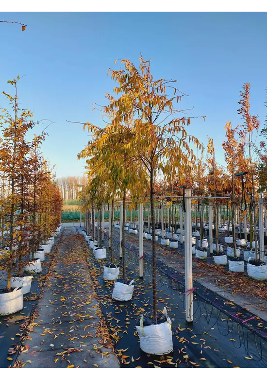 Winterkirsche - Schneekirsche 'Autumnalis' | Prunus subhirtella 'Autumnalis'