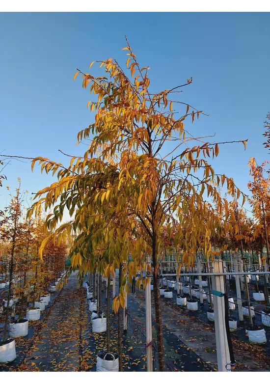 Winterkirsche - Schneekirsche 'Autumnalis' | Prunus subhirtella 'Autumnalis'