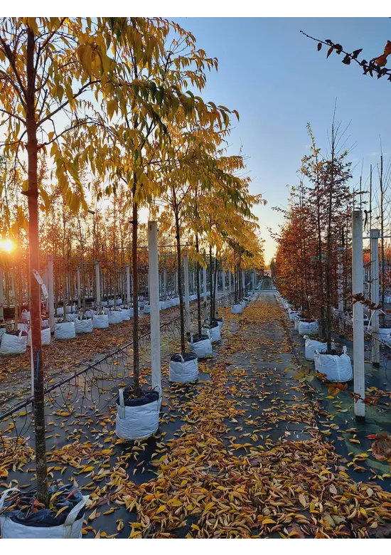 Winterkirsche - Schneekirsche 'Autumnalis' | Prunus subhirtella 'Autumnalis'