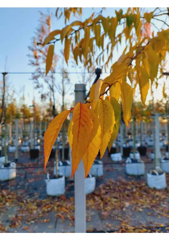 Winterkirsche - Schneekirsche 'Autumnalis' | Prunus subhirtella 'Autumnalis'