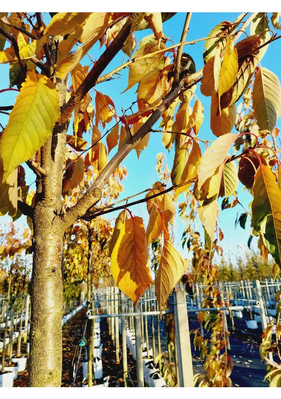 Zierkirsche 'Shirofugen' | Prunus serrulata 'Shirofugen'