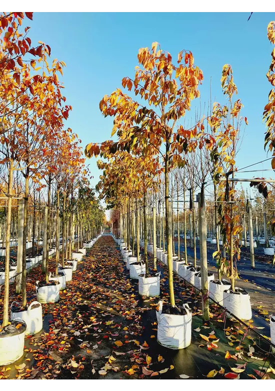 Zierkirsche 'Shirofugen' | Prunus serrulata 'Shirofugen'