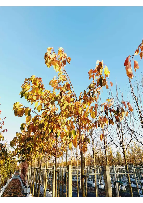 Zierkirsche 'Shirofugen' | Prunus serrulata 'Shirofugen'