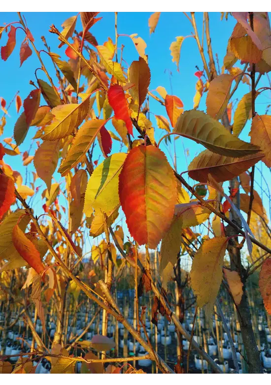Hellrosa Nelkenkirsche 'Pink Perfection' | Prunus serrulata 'Pink Perfection'