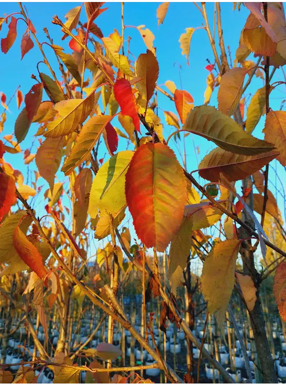 Hellrosa Nelkenkirsche 'Pink Perfection' | Prunus serrulata 'Pink Perfection' Hellrosa Nelkenkirsche 'Pink Perfection' | Prunus serrulata 'Pink Perfection'