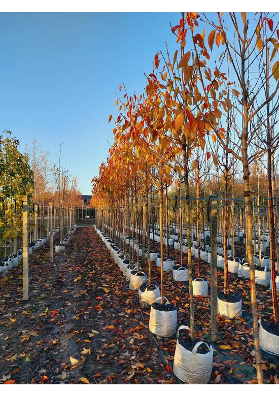 Hellrosa Nelkenkirsche 'Pink Perfection' | Prunus serrulata 'Pink Perfection'