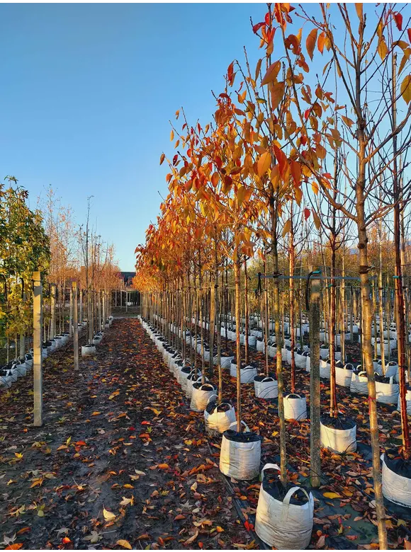 Hellrosa Nelkenkirsche 'Pink Perfection' | Prunus serrulata 'Pink Perfection' Hellrosa Nelkenkirsche 'Pink Perfection' | Prunus serrulata 'Pink Perfection'