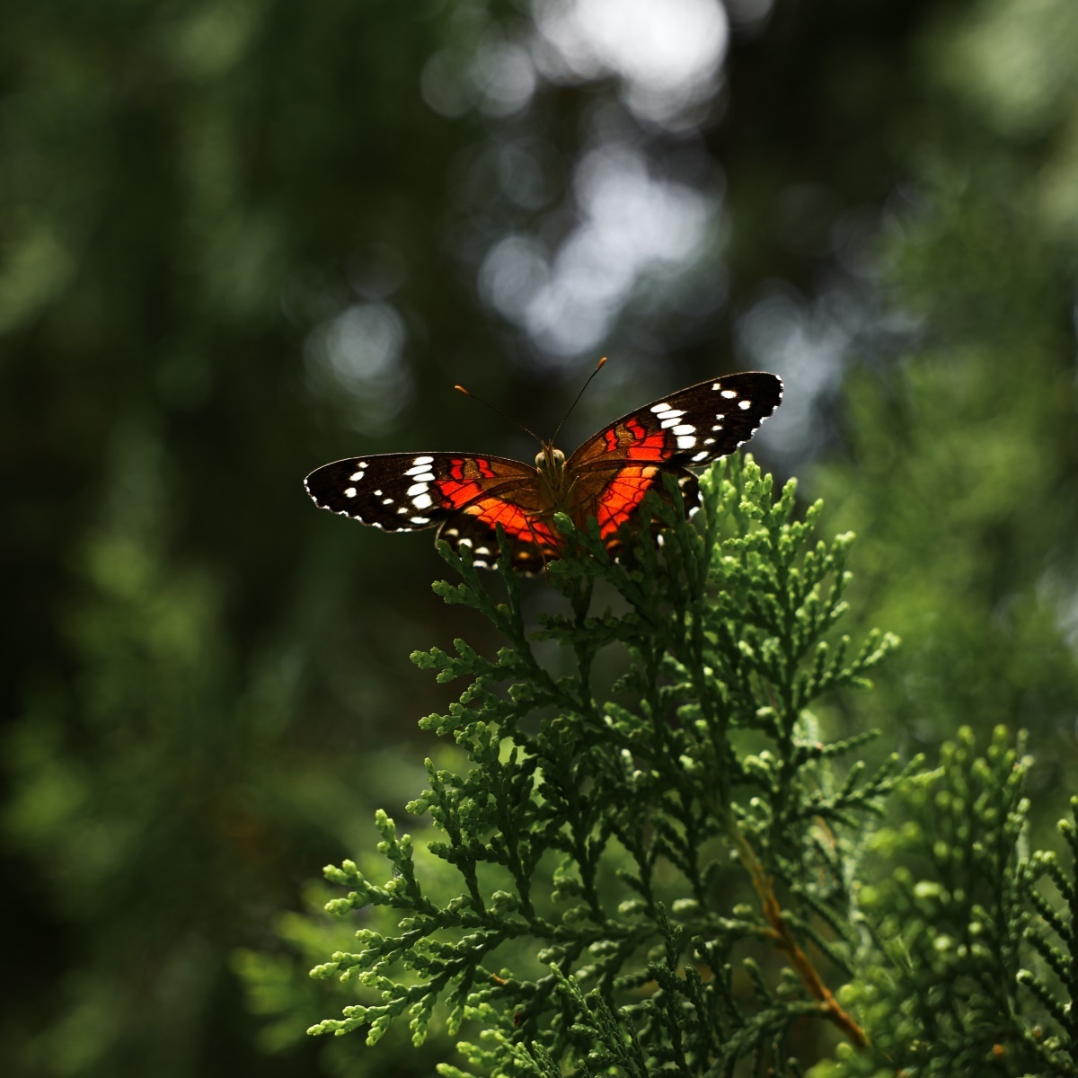Schmetterlingsbäume Schmetterlingsbäume