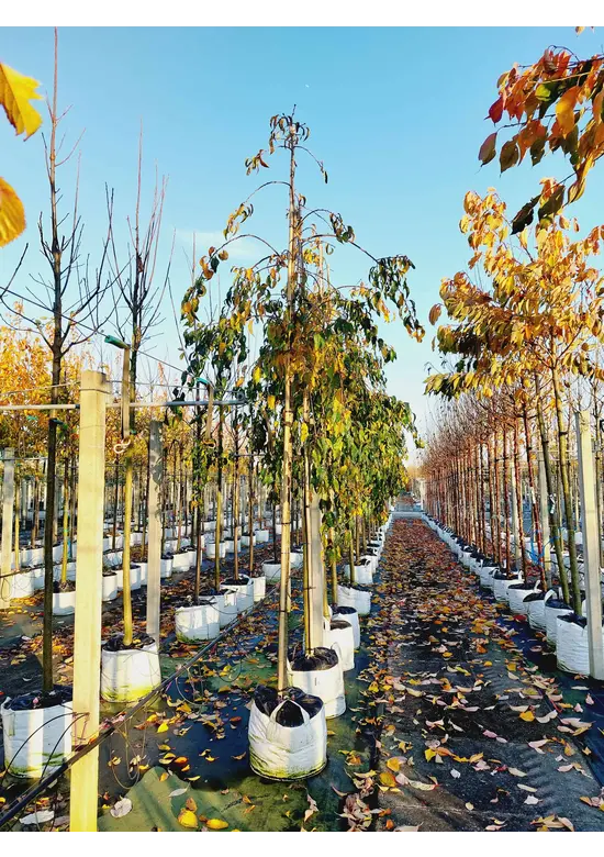 Hängende Nelkenkirsche 'Kiku-shidare-Zakura' | Prunus serrulata 'Kiku-shidare-Zakura'