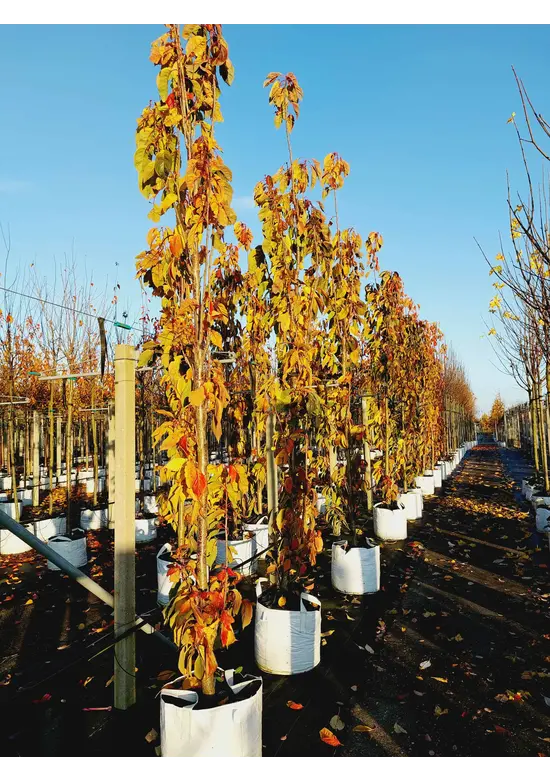 Säulenkirsche 'Amanogawa' | Prunus serrulata 'Amanogawa'