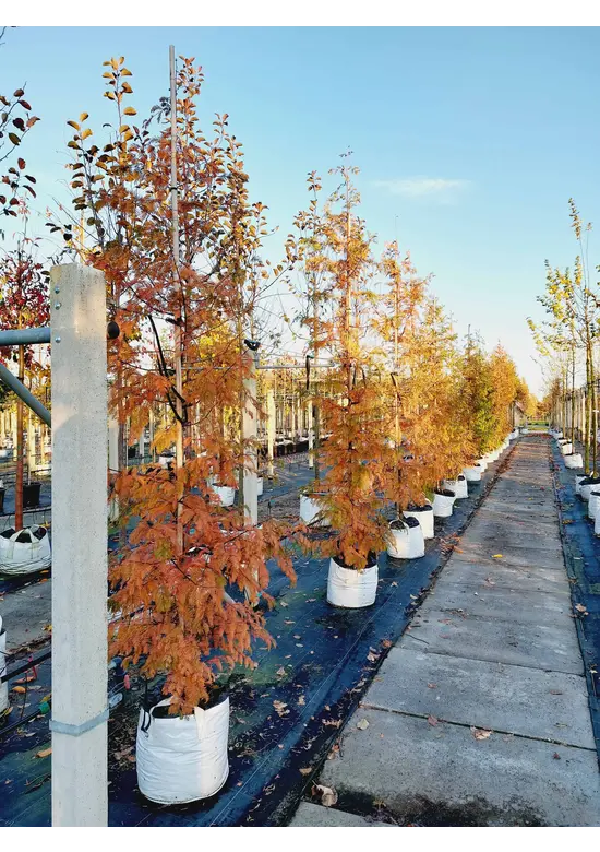 Urweltmammutbaum - Stammbusch | Metasequoia glyptostroboides