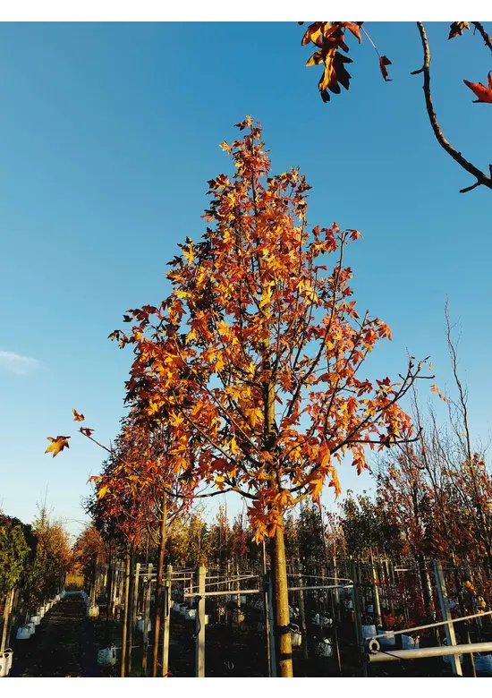 Dreilappiger Zierapfel | Malus trilobata