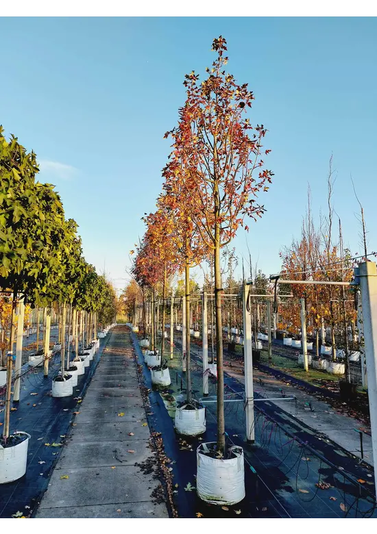 Dreilappiger Zierapfel | Malus trilobata