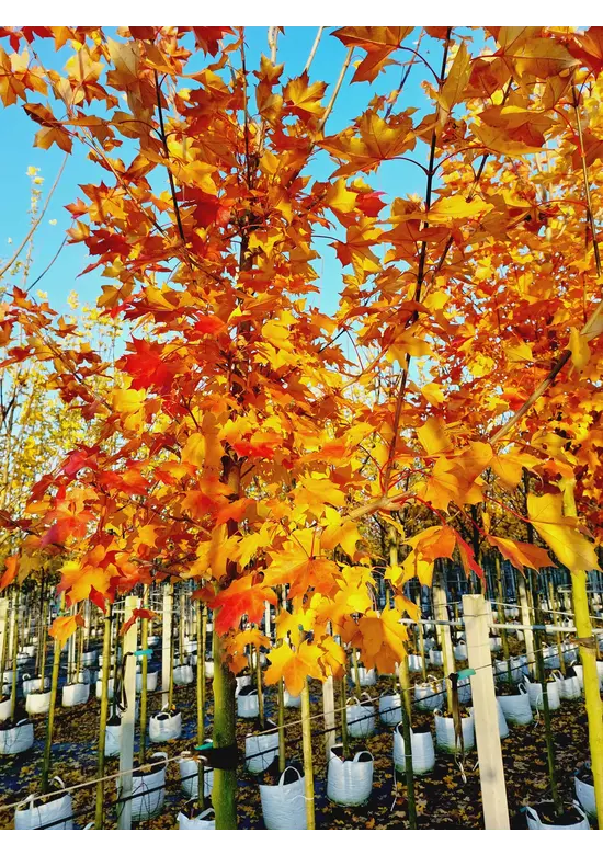 Spitzahorn 'Norwegian Sunset' | Acer platanoides 'Norwegian Sunset'
