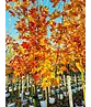 Spitzahorn 'Norwegian Sunset' | Acer platanoides 'Norwegian Sunset'