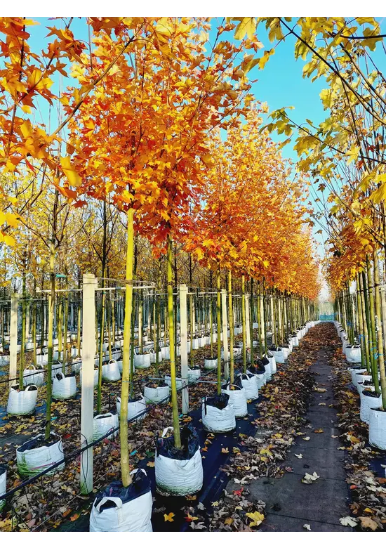Chinesischer Spitzahorn 'Norwegian Sunset' | Acer truncatum 'Norwegian Sunset'