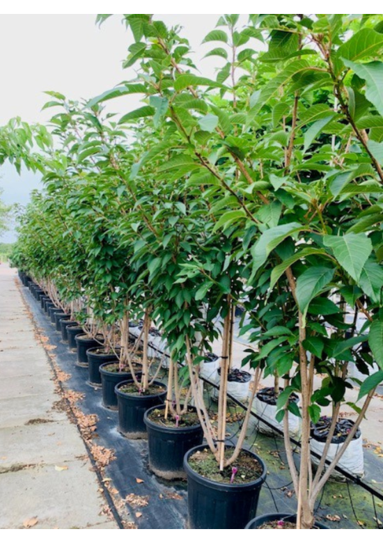 Japanische Nelkenkirsche 'Kanzan' - mehrstämmig | Prunus serrulata 'Kanzan'