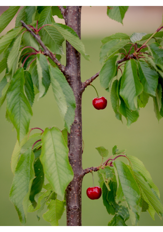 Süßkirsche 'Burlat' | Prunus avium 'Burlat'
