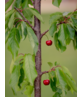 Süßkirsche 'burlat' | Prunus avium 'Burlat' Süßkirsche 'burlat' | Prunus avium 'Burlat'