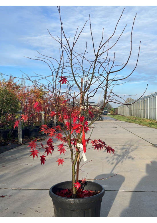 Grüner Fächer-Ahorn - Japanischer Fächer-Ahorn 'Osakazuki' | Acer palmatum 'Osakazuki'