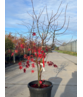 Grüner Fächer-Ahorn - Japanischer Fächer-Ahorn 'Osakazuki' | Acer palmatum 'Osakazuki'