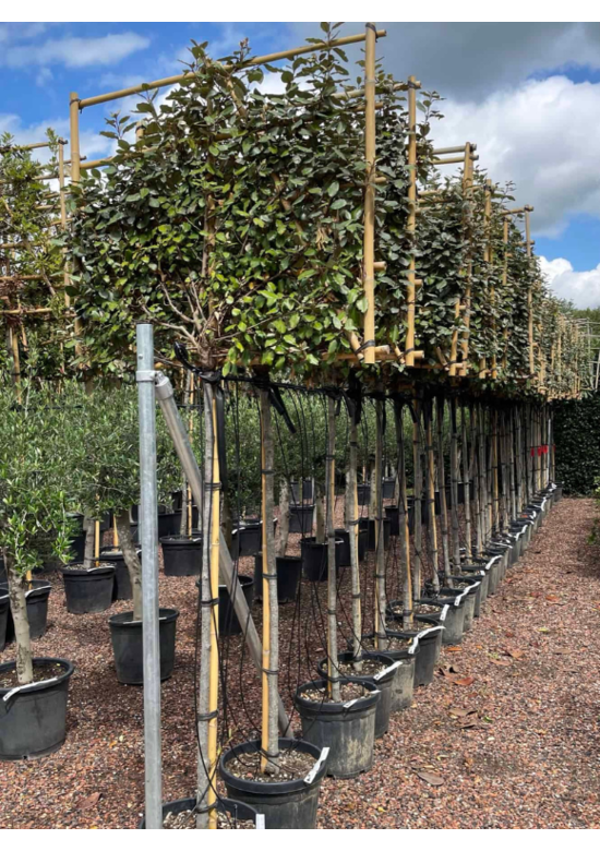 Ölweide Spalier | Elaeagnus ebbingei