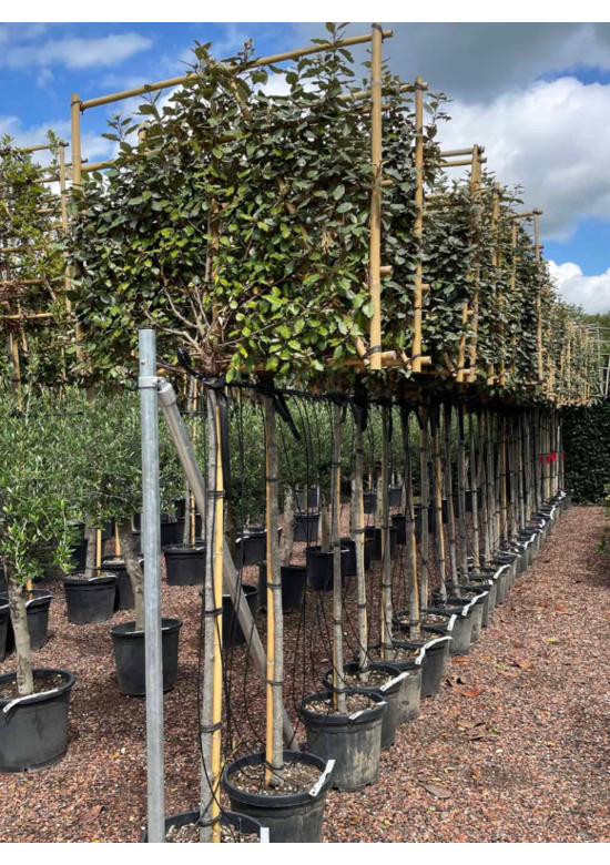 Ölweide Spalier | Elaeagnus ebbingei Ölweide Spalier | Elaeagnus ebbingei