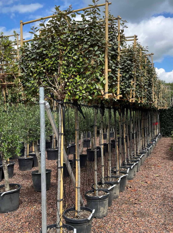 Wintergrüne Ölweide Spalier | Elaeagnus ebbingei Wintergrüne Ölweide Spalier | Elaeagnus ebbingei