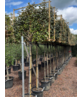 Ölweide Spalier | Elaeagnus ebbingei Ölweide Spalier | Elaeagnus ebbingei