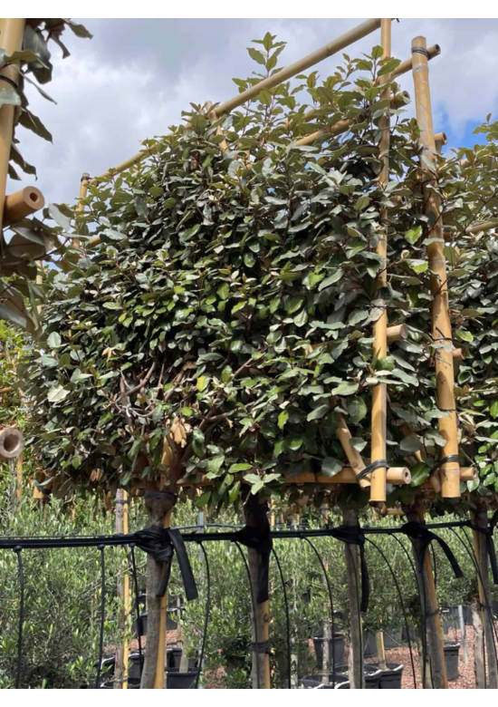 Ölweide Spalier | Elaeagnus ebbingei